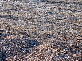 Seaweed texture outdoor photo