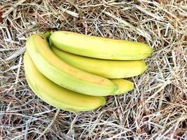 bananas en el jardín foto