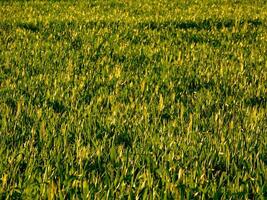 Lawn texture outdoor photo