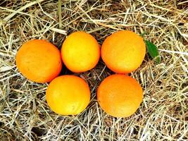 naranjas Fruta en el jardín foto