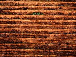 Dark Brown Wood Texture photo