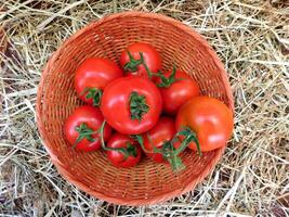 Tomatoes in the garden photo