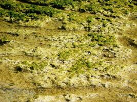 Texture Of Dark Seaweed At The Sea photo