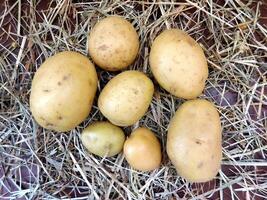 patatas en el jardín foto