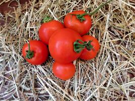 Tomatoes in the garden photo