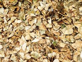 texture of dry leaves photo