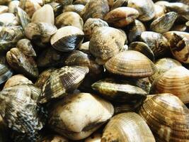 Clam texture in the kitchen photo