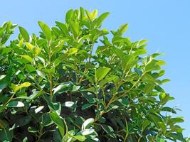 Outdoor Tree In The Garden photo