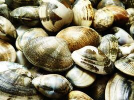 Clams in the kitchen photo