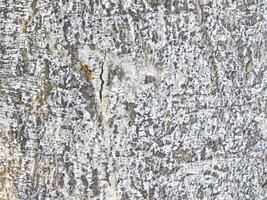 tree trunk texture photo
