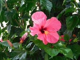 flores en el jardin foto