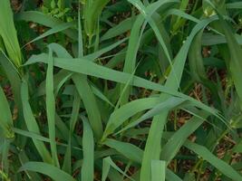 Plant in the garden photo