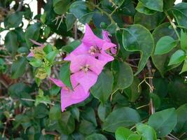 Flowers in the garden photo