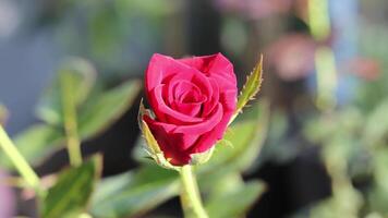 röd reste sig isolerat på de träd. reste sig blomma natur video