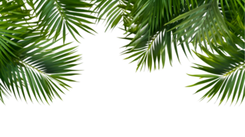 AI generated palm leaves on transparent background png