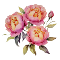 AI generated watercolor peony flowers on transparent background png