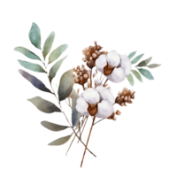 AI generated watercolor cotton flowers and leaves on transparent background png