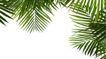 AI generated palm leaves on transparent background png