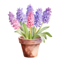 ai généré aquarelle illustration de violet et rose jacinthes dans une pot png