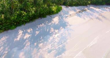 aérien drone vue de le tropical plage avec clair turquoise mer, blanc le sable et paume arbre video