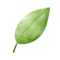 Illustration of green leaf png