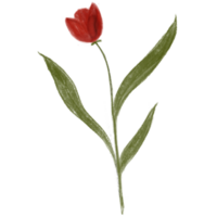 red tulip flower in garden png