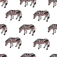 zebra modello. struttura di strisce. animale modello png
