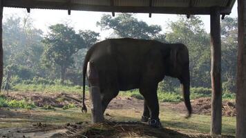 bailando elefante en santuario video