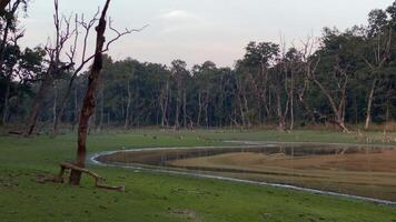 herd of wild deers by the lake feeds on grass video