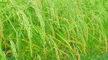oren van groen rijst- fladderde in de wind. video