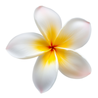 ai gegenereerd frangipani plumeria tropisch spa bloem. geïsoleerd element png