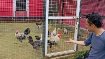 matning kyckling gallus gallus domesticus på de bruka bur. de antal fot är lämplig till använda sig av för djur- bruka dagligen liv och djur- Zoo innehåll media. video