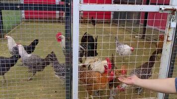 alimentation poulet Gallus Gallus domestique sur le ferme cage. le métrage est adapté à utilisation pour animal ferme du quotidien la vie et animal zoo contenu médias. video