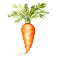 AI generated Watercolor carrot with leaves png