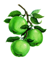 äpplen på en gren. uppsättning av vattenfärg illustrationer för etiketter, menyer, eller förpackning design. png