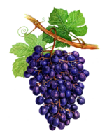 Grape on a branch. Set of watercolor illustrations for labels, menus, or packaging design. png