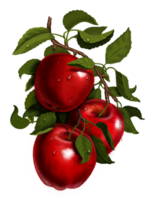 Red and green apples on a branch. Ripe fruit with drops of water. Set of botanical illustrations for labels, menus, or packaging design. png