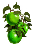 Red and green apples on a branch. Ripe fruit with drops of water. Set of botanical illustrations for labels, menus, or packaging design. png