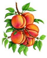 Peach on a branch. Set of watercolor illustrations for labels, menus, or packaging design. png