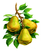 Pears on a branch. Set of watercolor illustrations for labels, menus, or packaging design. png
