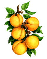 Apricot on a branch. Set of watercolor illustrations for labels, menus, or packaging design. png