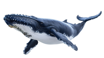 AI generated a humpback whale caught in motion, embodying the spirit of marine conservation, isolated on transparent background png