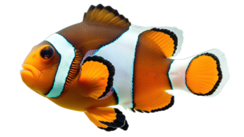 AI generated colorful clownfish swimming in the serenity of a saltwater habitat, isolated on transparent background png