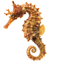 AI generated a seahorse exemplifies the extraordinary beauty of marine life in the coral reefs, isolated on transparent background png