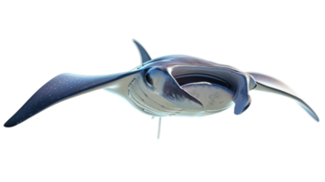 AI generated gentle giant manta ray, floating in deep blue, isolated on transparent background png