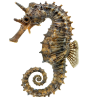 AI generated a seahorse exemplifies the extraordinary beauty of marine life in the coral reefs, isolated on transparent background png