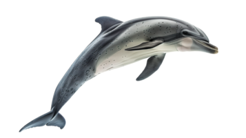 AI generated bottle-nosed dolphin, grace of marine life, isolated on transparent background png