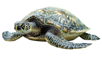 AI generated Sea turtle swimming in its natural habitat, a silent plea for ocean conservation and protection, isolated on transparent background png