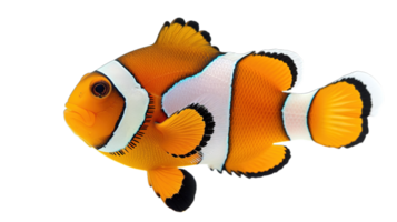 AI generated colorful clownfish swimming in the serenity of a saltwater habitat, isolated on transparent background png