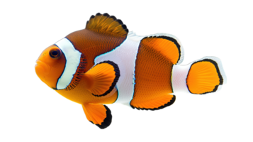 ai généré coloré poisson clown nager dans le sérénité de une eau salée habitat, isolé sur transparent Contexte png
